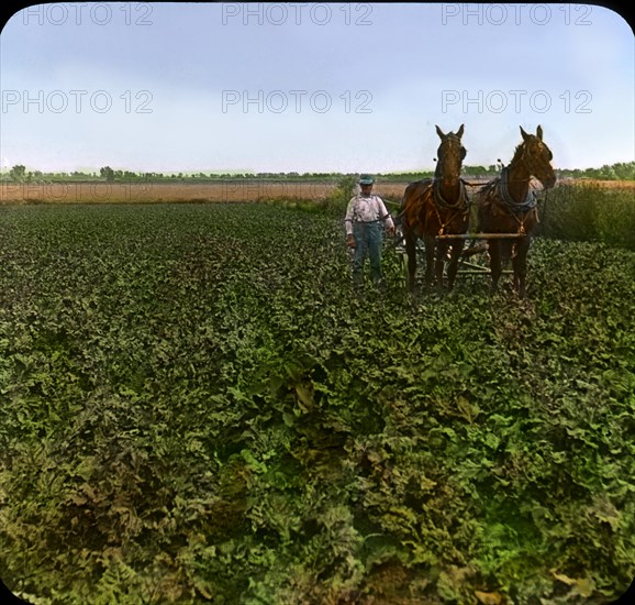 Cultivating a Field of Beets, near Greeley, Colorado, USA, Magic Lantern Slide, circa 1910