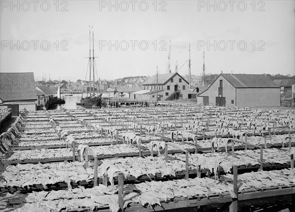 Drying fish, Gloucester, Massachusetts, USA, Detroit Publishing Company, 1906