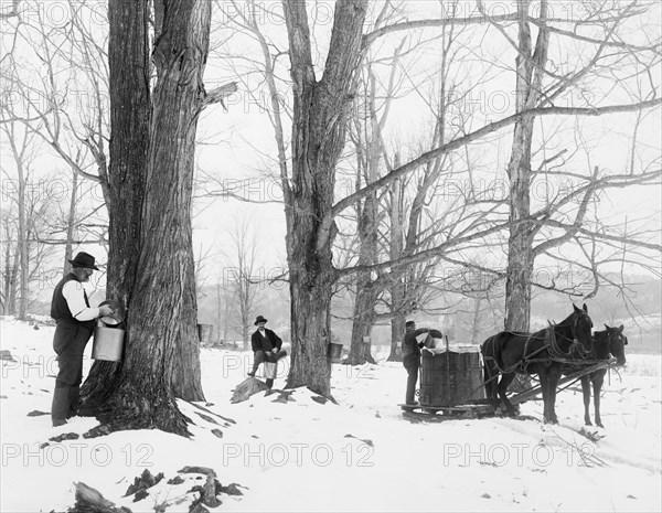 Men Gathering Sap in Maple Sugar Camp, USA, Detroit Publishing Company, 1905