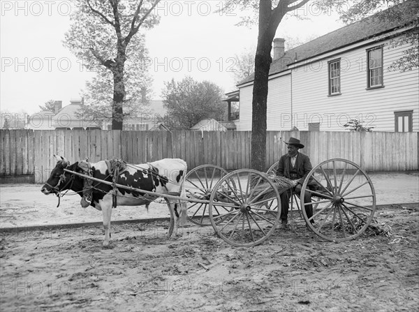 Huckster, South Carolina, USA, Detroit Publishing Company, 1905