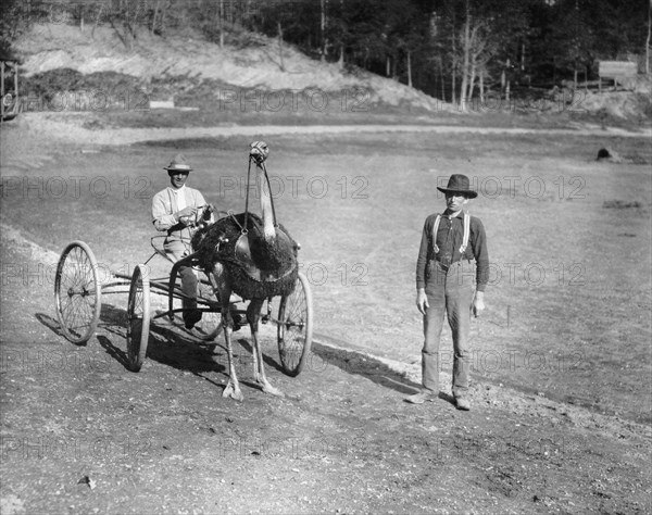 Ostrich as Trotting Horse, Jacksonville, Florida, USA, Detroit Publishing Company, 1910