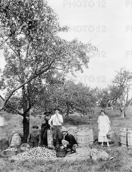 People Picking Apples in Orchard, USA, Detroit Publishing Company, 1920