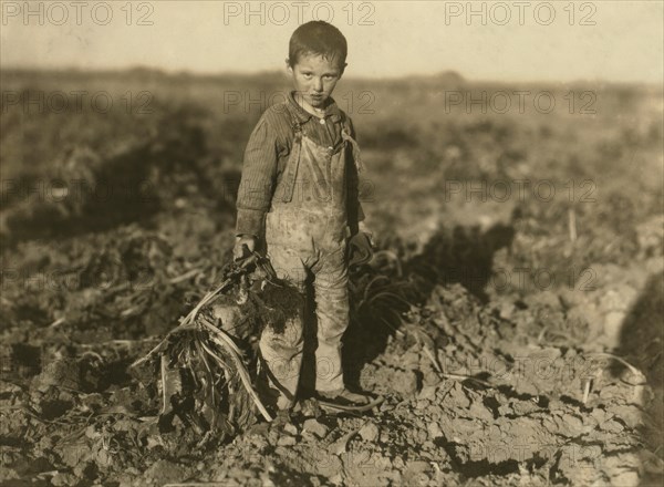 Portrait of 6-year-old Boy Pulling Beets on Parent's Farm, Sterling, Colorado, USA, circa 1915