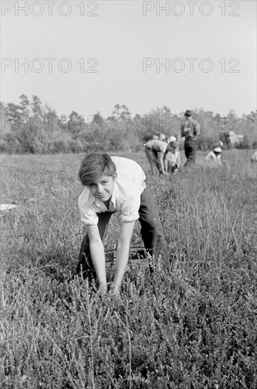 Cranberry Picker, Burlington County, New Jersey, USA, Arthur Rothstein for Farm Security Administration, October 1938