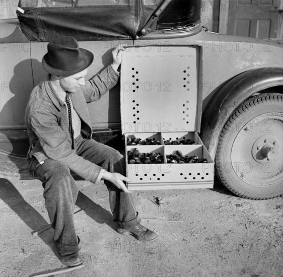 Homesteader with Baby Chicks, Bankhead Farms, Alabama, USA, Arthur Rothstein for Farm Security Administration, February 1937