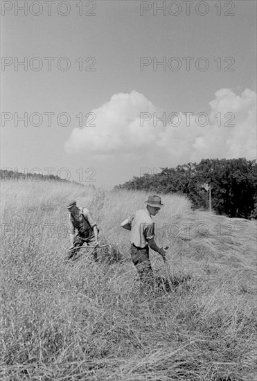 Workers Cutting Hay in Field, Windsor County, Vermont, USA, Arthur Rothstein for Farm Security Administration (FSA), September 1937