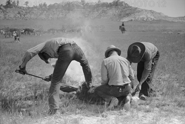 Ranchers Branding Cattle, Quarter Circle U Ranch Roundup, Montana, USA, Arthur Rothstein for Farm Security Administration (FSA), June 1939