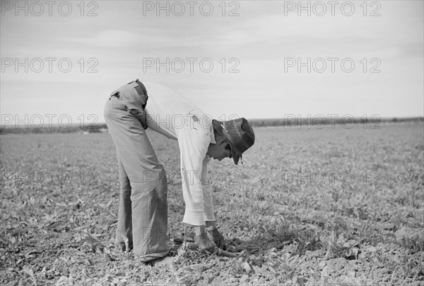 Young Worker Chopping Sugar Beets, Treasure County, Montana, USA, Arthur Rothstein for Farm Security Administration (FSA), June 1939