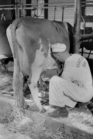 Man Adjusting Milking Machine, Dakota County, Minnesota, USA, Arthur Rothstein for Farm Security Administration (FSA), September 1939