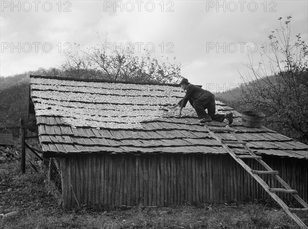 Man Spreading out Apples to Dry, Nicholson Hollow, Shenandoah National Park, Virginia, USA, Arthur Rothstein for Farm Security Administration (FSA), October 1935