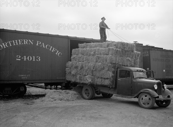 Unloading Bales of Hay near Dickson, North Dakota, USA, Arthur Rothstein for Farm Security Administration (FSA), July 1936