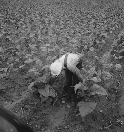 Sharecropper Priming Tobacco early in Morning, Shoofly, North Carolina, USA, Dorothea Lange for Farm Security Administration, July 1939