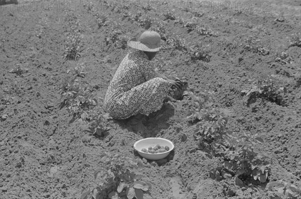 Woman Scratching Potatoes from Garden Patch, Flint River Farms, Georgia, USA, Marion Post Wolcott for Farm Security Administration, May 1939