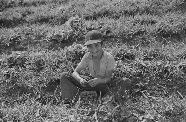 Young Strawberry Picker in Field, near Lakeland, Florida, USA, Marion Post Wolcott for Farm Security Administration, February 1939