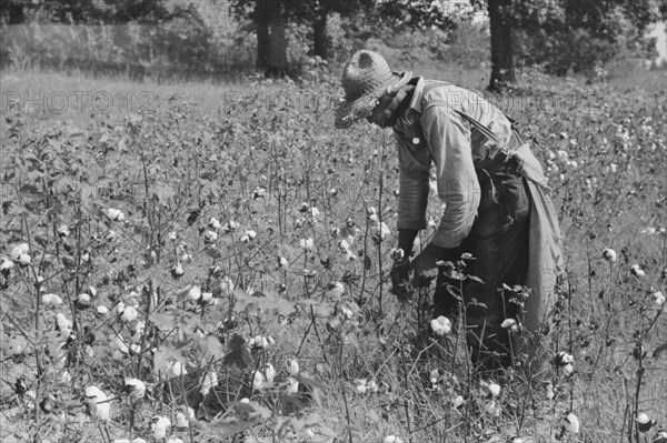 Sharecropper Picking Cotton in Field, near Chapel Hill, North Carolina, USA, Marion Post Wolcott for Farm Security Administration, September 1939