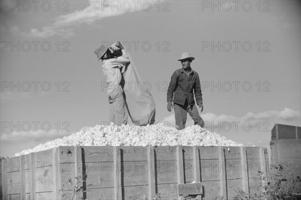 Two Mexican Laborers, contracted by Planters, Emptying Bags of Cotton on Plantation, Perthshire, Mississippi, USA, Marion Post Wolcott for Farm Security Administration, October 1939