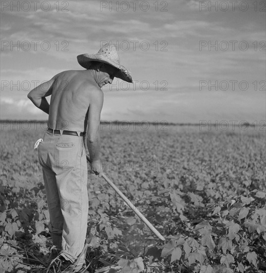 Shirtless Farmer Hoeing Cotton, Allen Plantation Cooperative Association, near Natchitoches, Louisiana, USA, Marion Post Wolcott for Farm Security Administration, June 1940