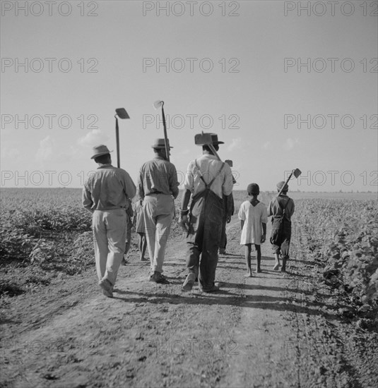 Day Laborers, including Children, Walking with Hoes to Cotton Field on Plantation, Rear View, Clarksdale, Mississippi, USA, Marion Post Wolcott for Farm Security Administration, August 1940