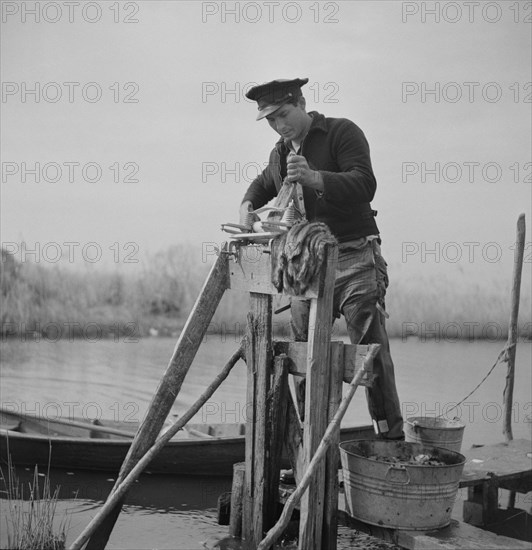 Muskrat Trapper Putting Pelts through Wringer after Being Skinned, near Delacroix Island, Louisiana, USA, Marion Post Wolcott for Farm Security Administration, January 1941