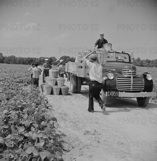 Truck Being Loaded with Bushels of String Beans picked by Day Laborers from Neighboring Towns, Seabrook Farms, Bridgeton, New Jersey, USA, Marion Post Wolcott for Farm Security Administration, July 1941