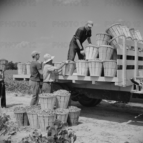 Truck Being Loaded with Bushels of String Beans picked by Day Laborers from Neighboring Towns, Seabrook Farms, Bridgeton, New Jersey, USA, Marion Post Wolcott for Farm Security Administration, July 1941