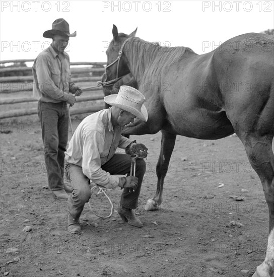 Cowboy Removing Horseshoe from Horse in Ranch Corral, Birney, Montana, USA, Marion Post Wolcott for Farm Security Administration, August 1941