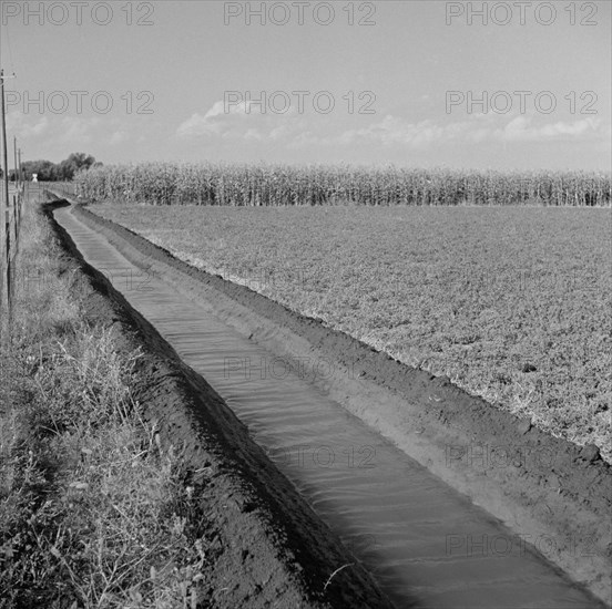 Irrigation Ditch Running Through Alfalfa and Corn Field, Farm Security Administration (FSA) Cooperative, Waterloo, Nebraska, USA, Marion Post Wolcott for Farm Security Administration, September 1941