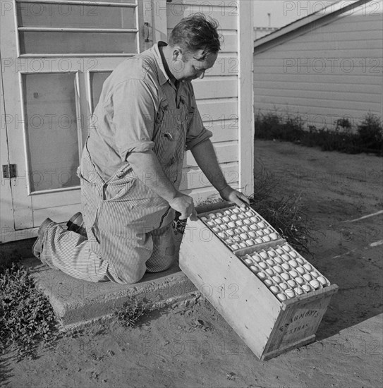 Farmer with Eggs Produced by Poultry Enterprise of Two Rivers Non-Stock Cooperative Association, a Farm Security Administration (FSA) Project, Waterloo, Nebraska, USA, Marion Post Wolcott for Farm Security Administration, September 1941