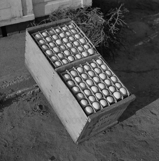 Eggs Produced by Poultry Enterprise of Two Rivers Non-Stock Cooperative Association, a Farm Security Administration (FSA) Project, Waterloo, Nebraska, USA, Marion Post Wolcott for Farm Security Administration, September 1941
