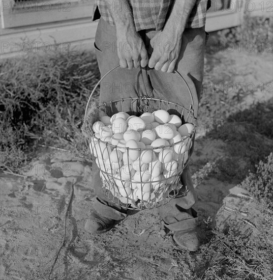 Eggs Produced by Poultry Enterprise of Two Rivers Non-Stock Cooperative Association, a Farm Security Administration (FSA) Project, Waterloo, Nebraska, USA, Marion Post Wolcott for Farm Security Administration, September 1941