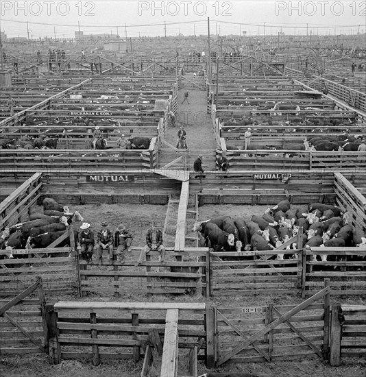 Cattle in Pens at Union Stockyards before Auction Sale, Omaha, Nebraska, USA, Marion Post Wolcott for Farm Security Administration, September 1941