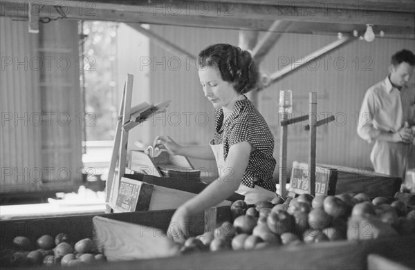 Woman Packing Tomatoes for Market at Small Packing Depot, Terry, Mississippi, USA, Carl Mydans for U.S. Resettlement Administration, June 1936