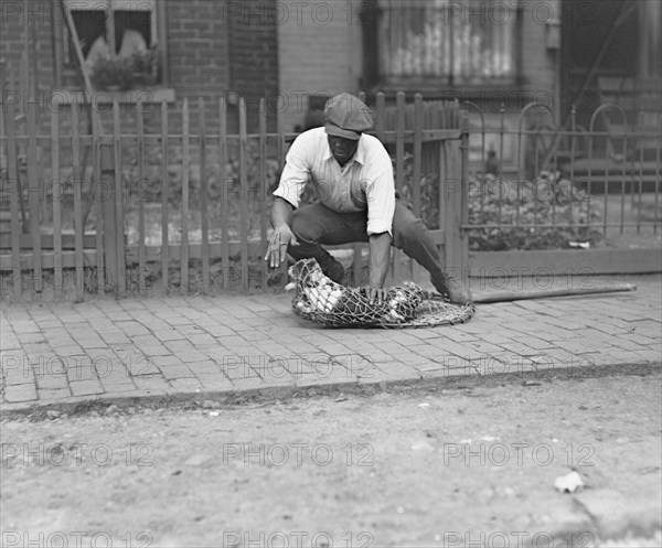 Dog Catcher with Dog in Net, Washington DC, USA, National Photo Company, July 1924