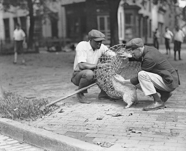 Dog Catcher, Washington DC, USA, National Photo Company, July 1924