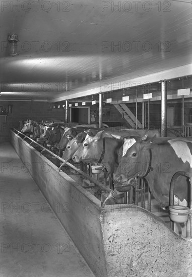 Cows in Barn, Wisconsin, USA, Gottscho-Schleisner Collection, June 1944