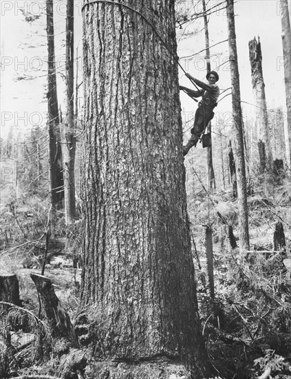 High Climbing Logger, Washington, USA, Arthur M. Prentiss for Farm Security Administration, 1935