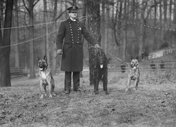 Policeman with Police Dogs, New York City, New York, USA, Bain News Service, 1912