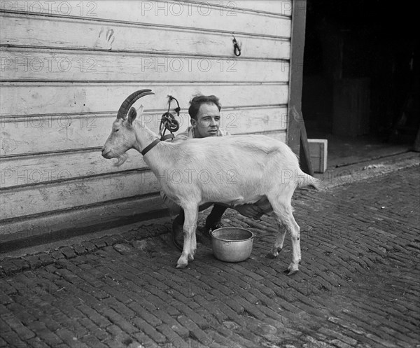 Man Milking Goat, Harris & Ewing, 1922