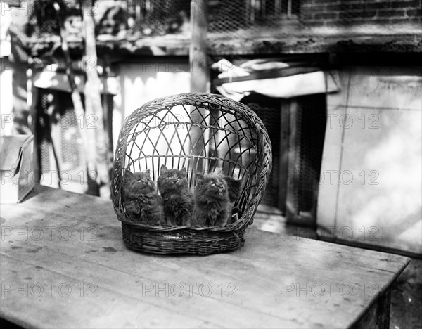 Three Kittens in Basket, Harris & Ewing, 1920