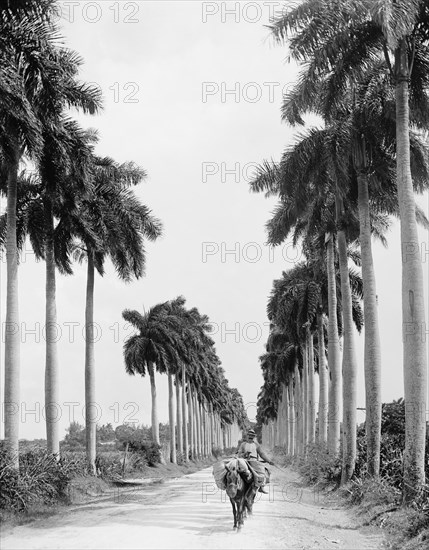 Man Riding Donkey, Avenue of Palms, Havana, Cuba, Detroit Publishing Company, 1903