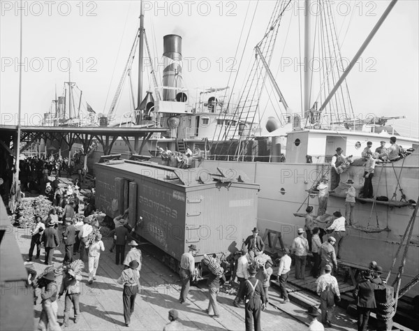 Workers Unloading Bananas From Steamer, New Orleans, Louisiana, USA, Detroit Publishing Company, 1905