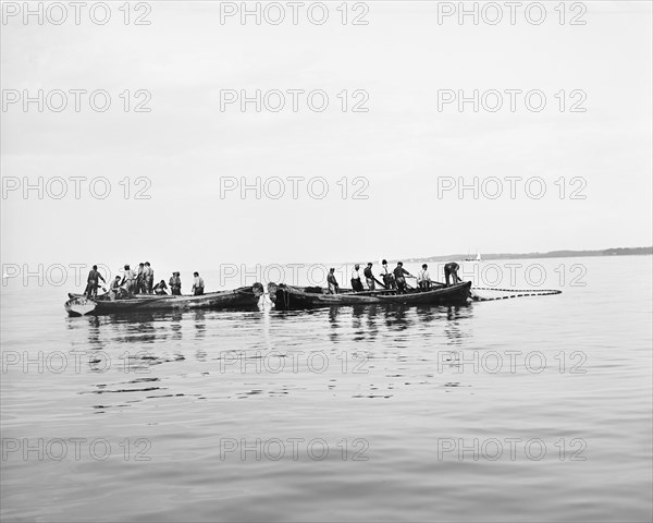 Fishermen in Boats Pulling in Nets, Detroit Publishing Company, early 1900's