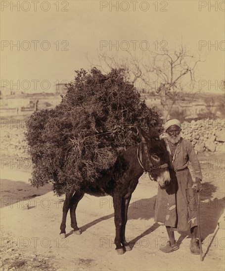 Arab Man with Donkey Carrying Load of Roots and Twigs, Palestine, American Colony Photo Department, early 1900's