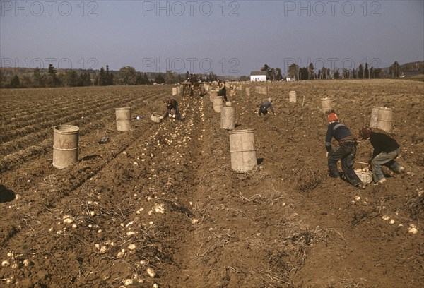 Children Gathering Potatoes on Large Farm, Schools do not Open until the Potatoes are Harvested, near Caribou, Aroostook County, Maine, USA, Jack Delano for Farm Security Administration - Office of War Information, October 1940