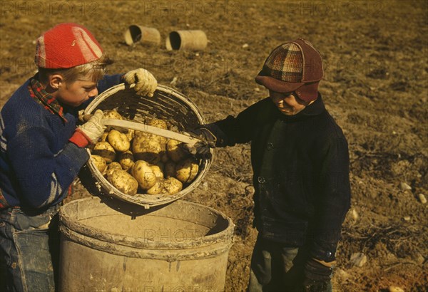 Two Children Gathering Potatoes on Large Farm, Schools do not Open until the Potatoes are Harvested, near Caribou, Aroostook County, Maine, USA, Jack Delano for Farm Security Administration - Office of War Information, October 1940
