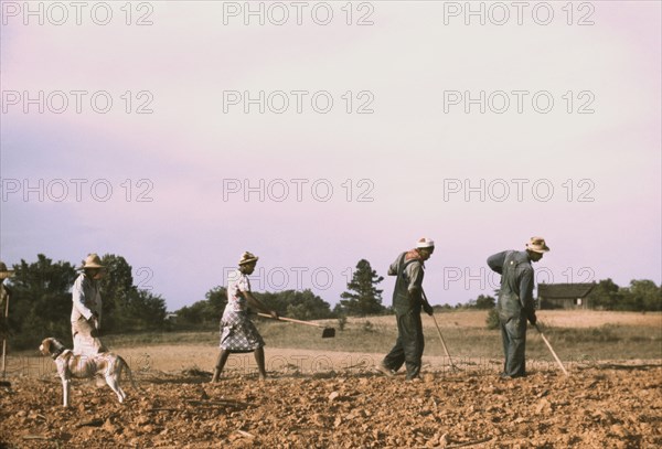 Group of People Working with Hoes in Cotton Field on Rented Land, Greene County, Georgia, USA, Jack Delano for Farm Security Administration - Office of War Information, June 1941