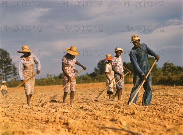 Workers Chopping Cotton on Rented Land near White Plains, Greene County, Georgia, USA, Jack Delano for Farm Security Administration - Office of War Information, June 1941