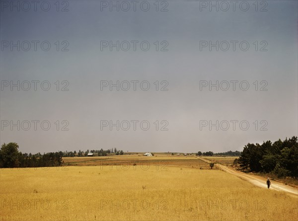 Landscape on the Jackson Farm, vicinity of White Plains, Georgia, USA, Jack Delano for Farm Security Administration - Office of War Information, June 1941