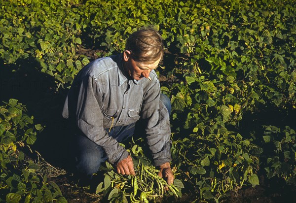 Bill Stagg, Homesteader, Harvesting his Pinto Beans, Pie Town, New Mexico, USA, Russell Lee for Farm Security Administration - Office of War Information, October 1940