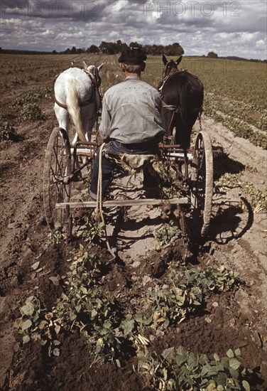 Bill Stagg, Homesteader, Turning his Pinto Beans, Rear View, Pie Town, New Mexico, USA, Russell Lee for Farm Security Administration - Office of War Information, October 1940